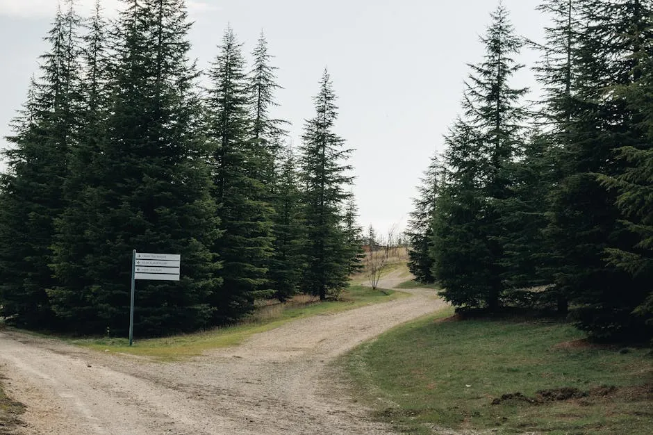Dois caminhos em estrada dividindo-se em floresta, simbolizando escolha