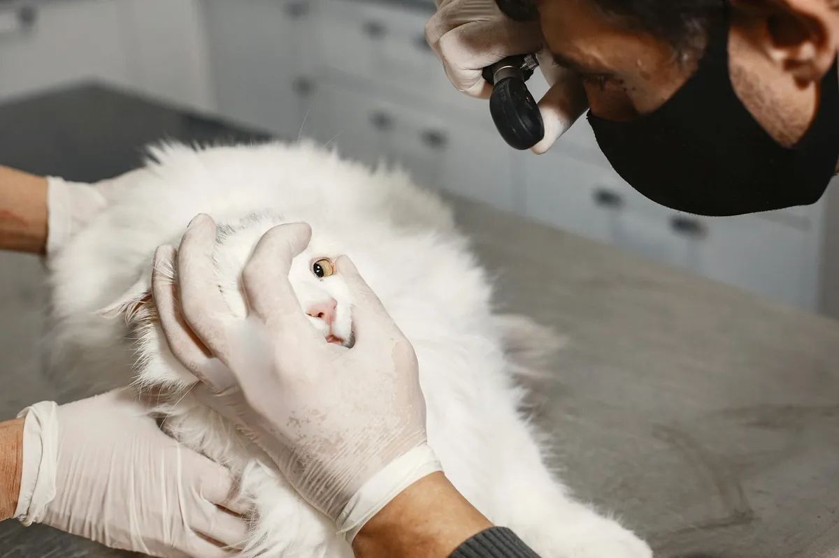 Veterinária examinando animal em laboratório de pesquisa