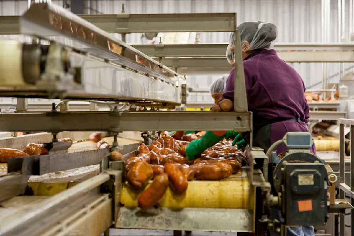 Trabalhadores selecionando batata-doce em esteira de produção industrial