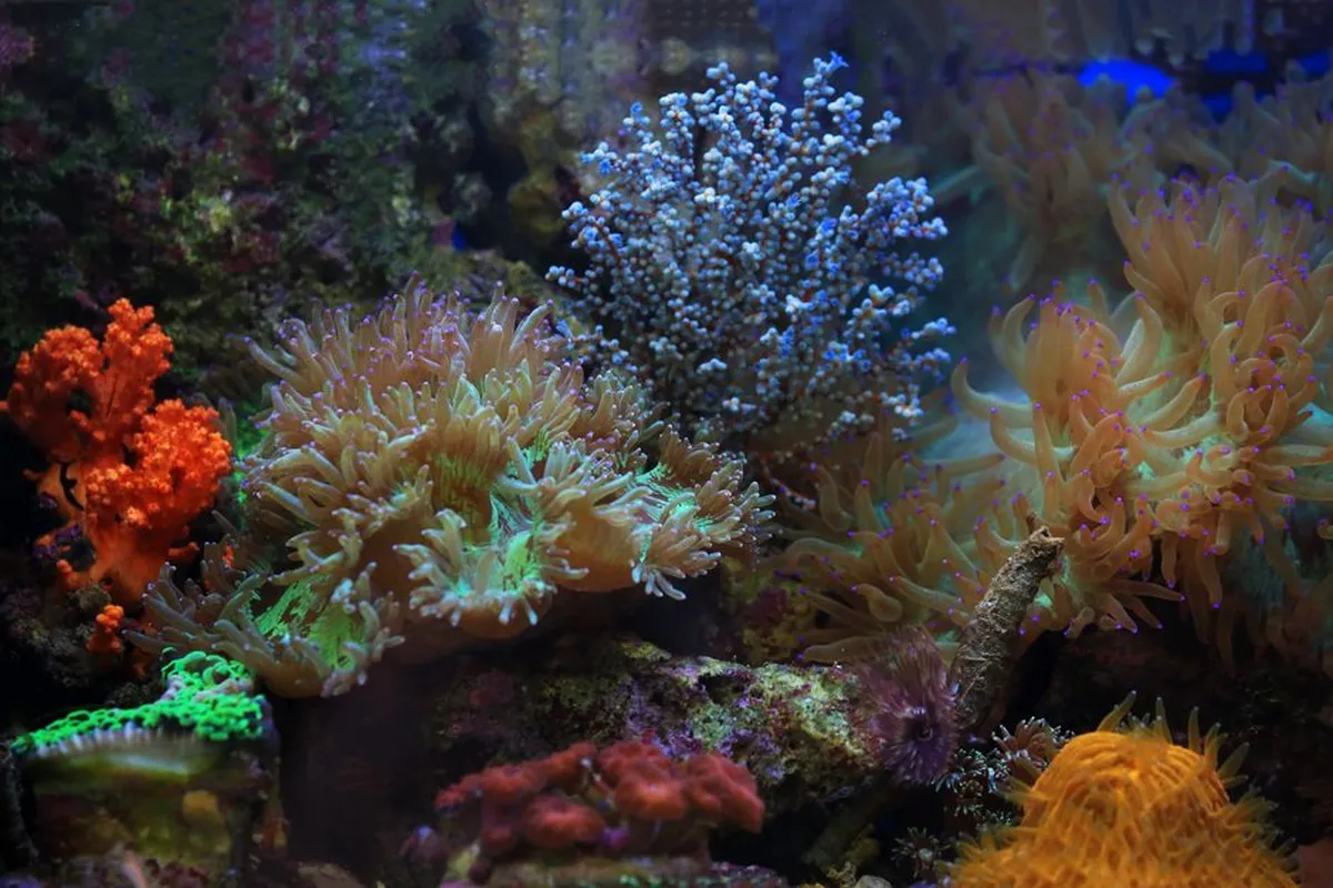 Colônia de coral-de-fogo do gênero Millepora num recife brasileiro